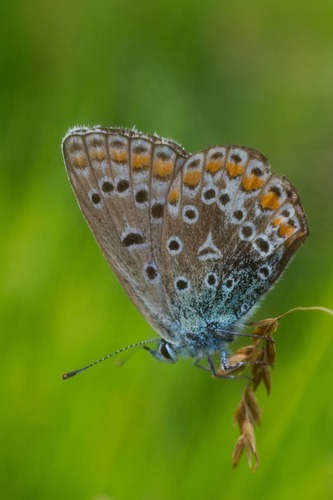Modráčik🦋