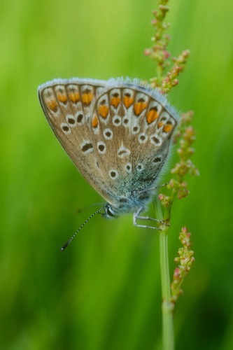 Modráčik🦋