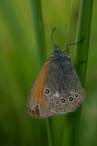 Očkáň🦋