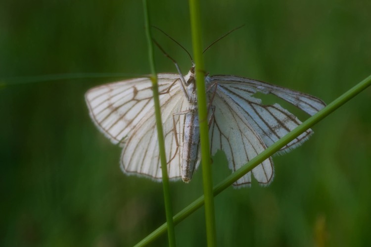Piadivka žilkovaná🦋