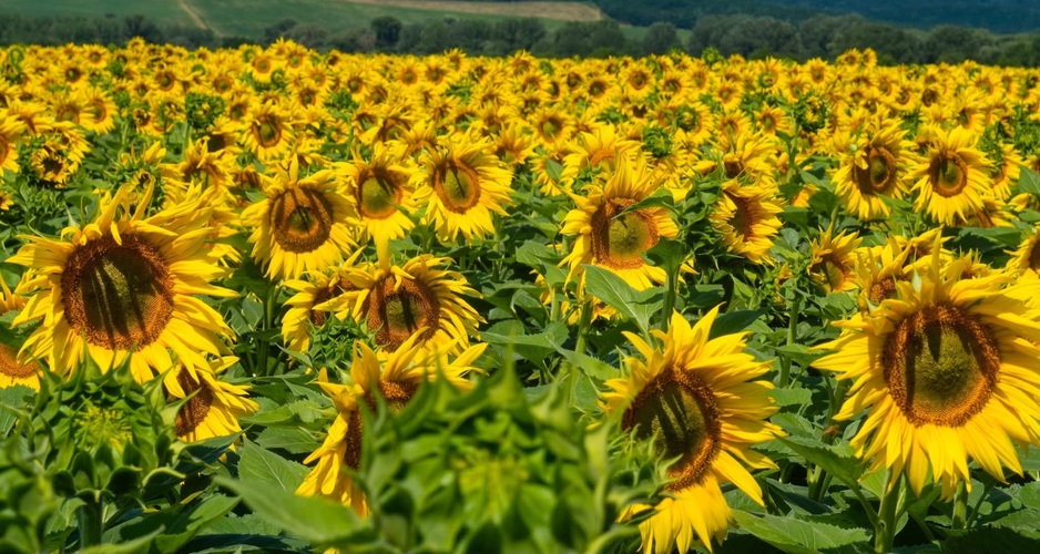 🌻🌻🌻