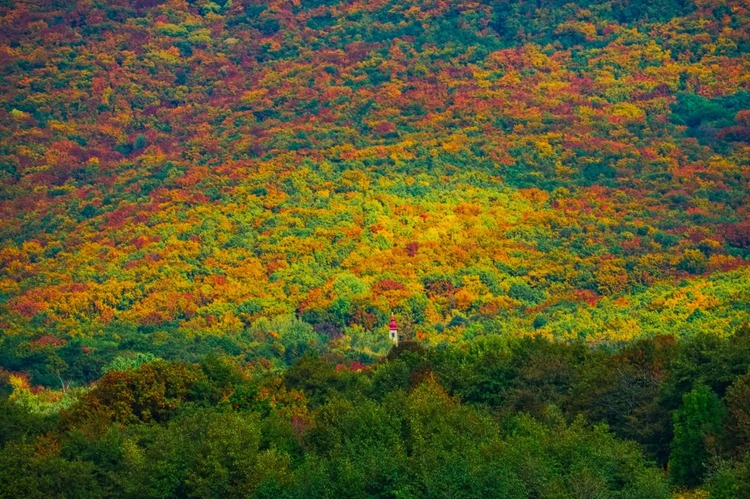 V tichu lesa🍂🍂🍂