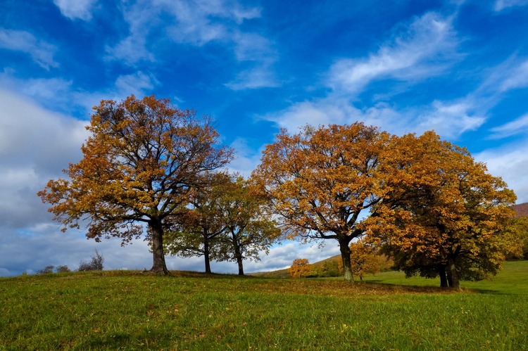 V tieni  stromov 🍂🍂🍂