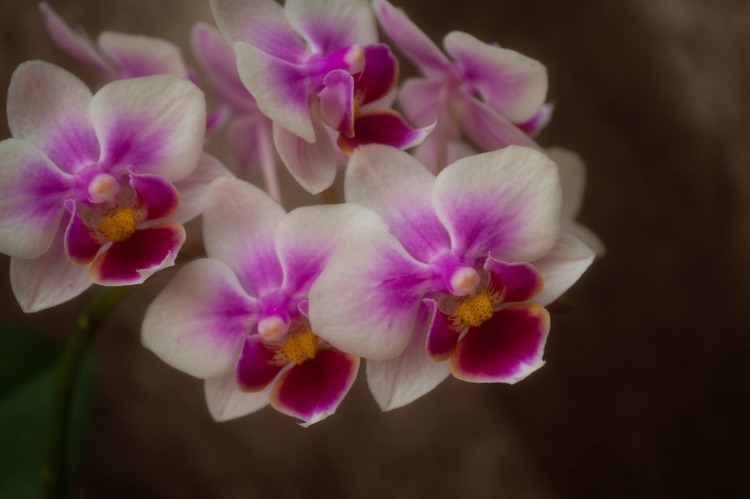 Phalaenopsis orchidea
