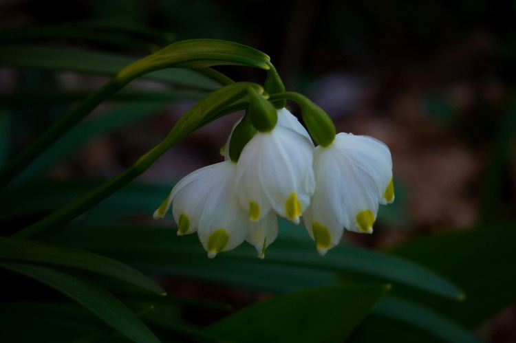 Bleduľa jarná karpatská (Leucojum vernum subs. carpaticum)