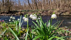 Krása kvitne v tichu...