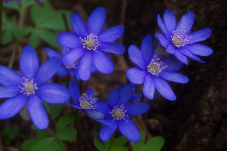 Pečeňovník  trojlaločný 