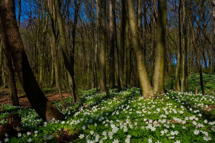 V tichu lesa🌿🌿🌿