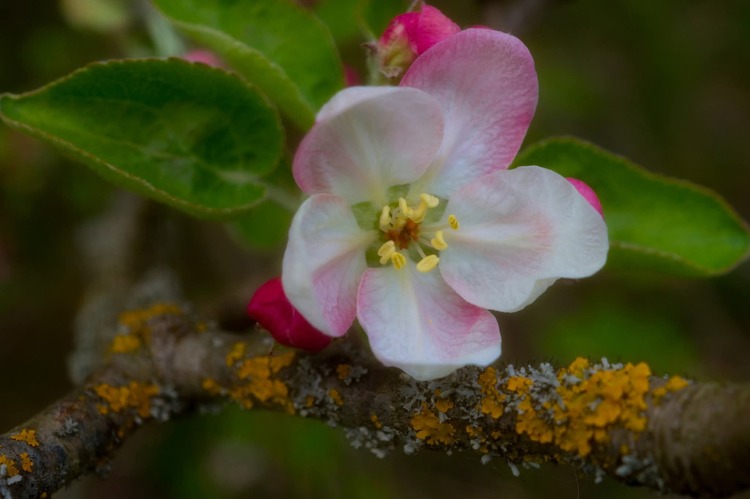 Jabloňový  kvet🌸