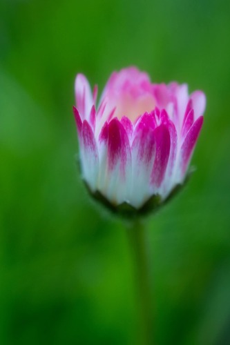 Sedmokräska obyčajná 