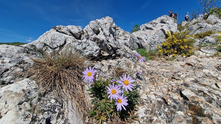 Astra alpínska