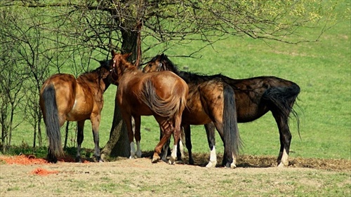 valna hromada