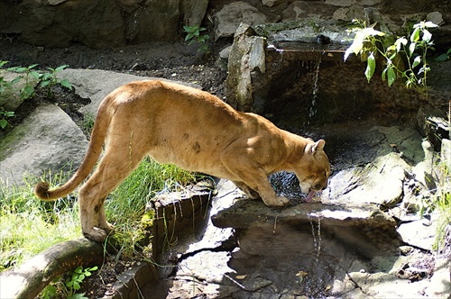 Puma americka