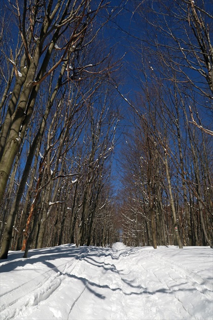 Zimný listnáčový les