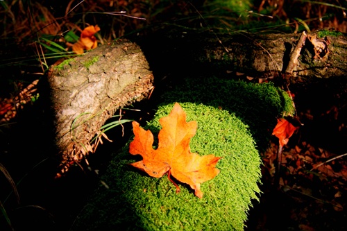 jesen v lese