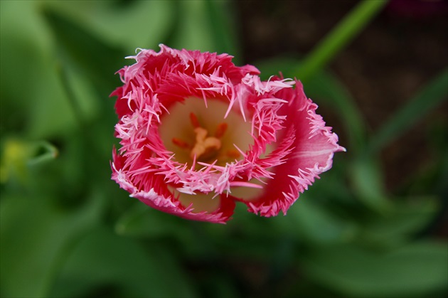 Tulipánik - strapáčik