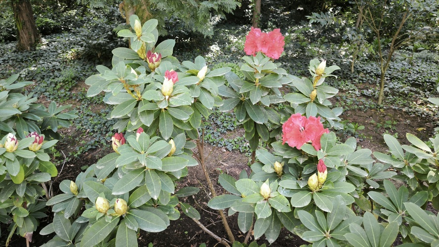 Arboretum 