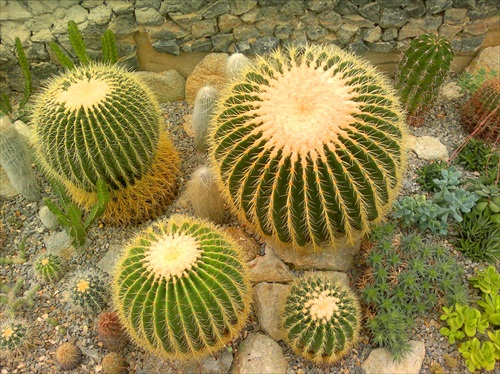 Trocha vacsie kaktusy