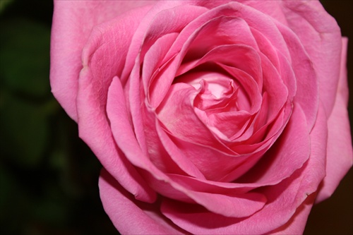 pink rose 3