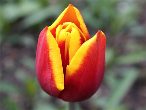 tulipánik