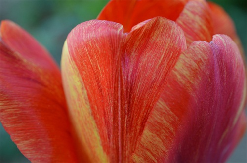 tulipánové srdiečko