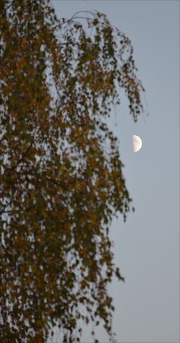 Mesiačik veľký, zlatistý bozkával brezu na listy...