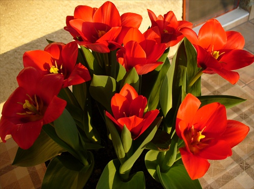Jarné tulipány 1
