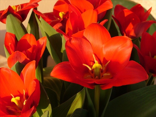 Jarné tulipány 2