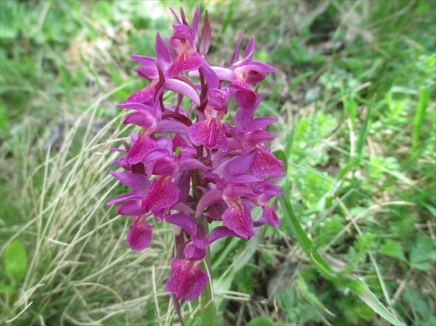 Orchidej na Slovensku