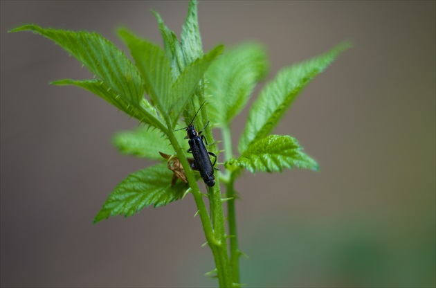 Pentacon 50/1.8