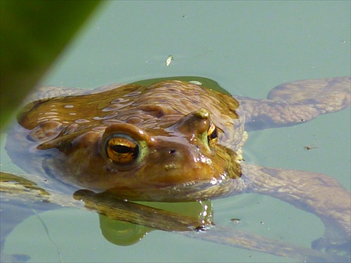 žaba žaba