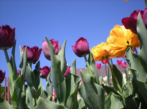 Moje tulipány