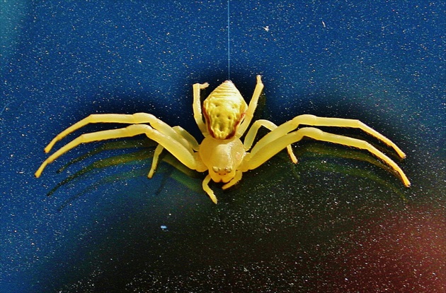 Žltý pavúčik visiaci na skle môjho auta