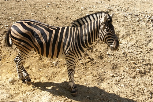 Zebra