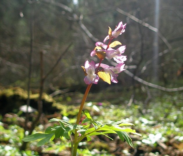 Svetlohra chochlačky