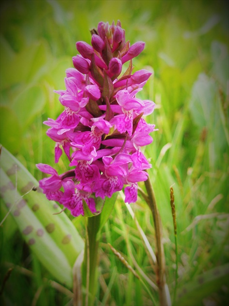 Krása našich orchideí