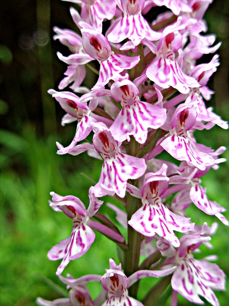 Krása našich orchideí IV