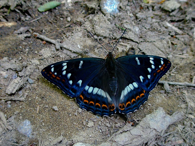 farebný motýlik