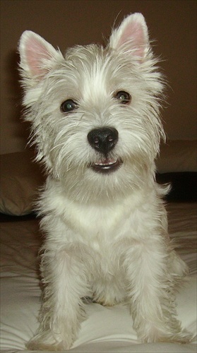 Westie Sunny