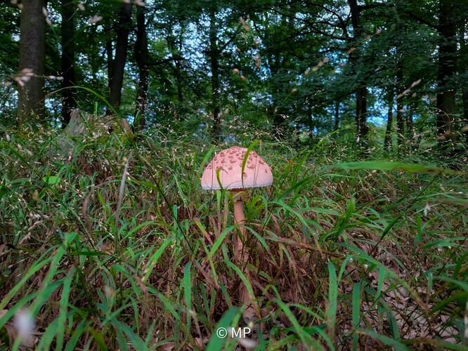 Už rastú v plnej kráse 