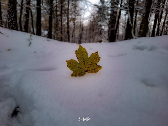 Jeseň zapichnutá v snehu