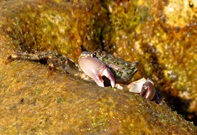 Čiovský krab