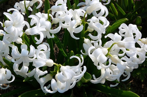 Hyacint biely