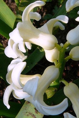 Hyacint biely /2/
