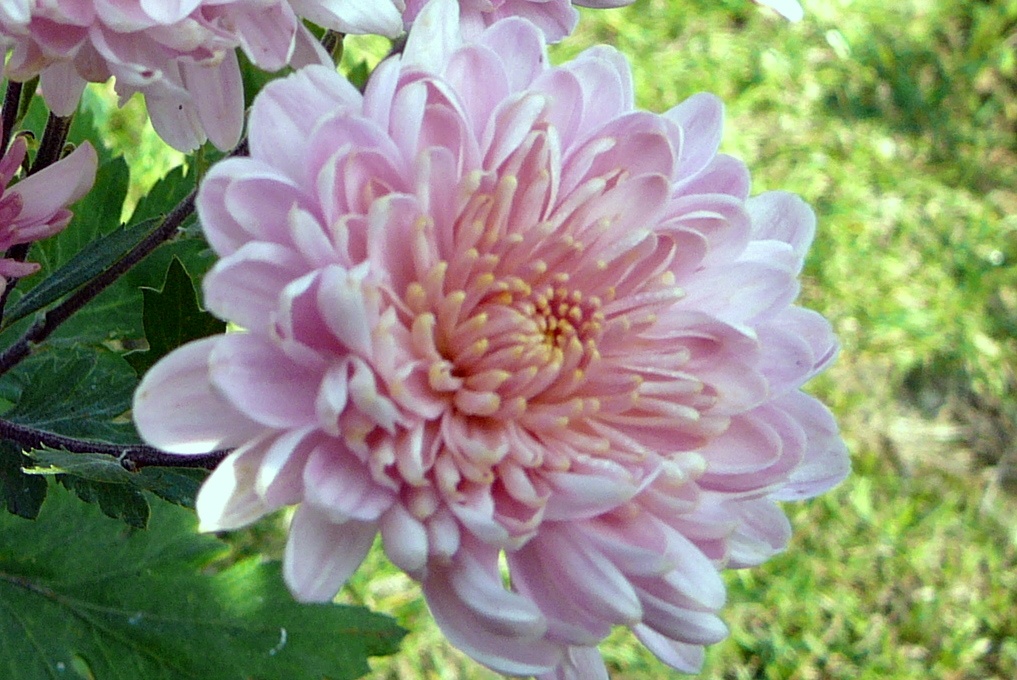 Kvet chryzantény