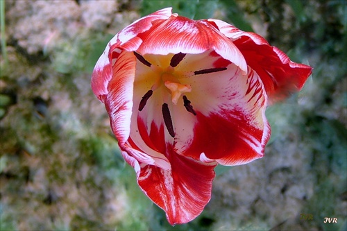 Tulipán vo veselom šate
