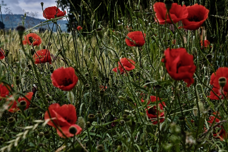 Vlčí mak