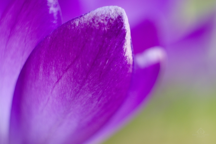 Crocus