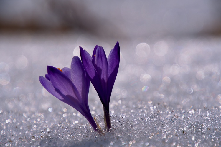 Crocusy