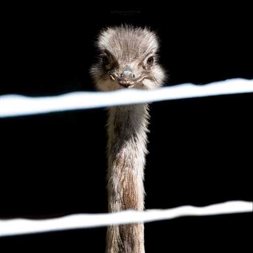 Emu